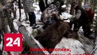 Иркутского губернатора заподозрили в незаконной охоте на медведя - Россия 24