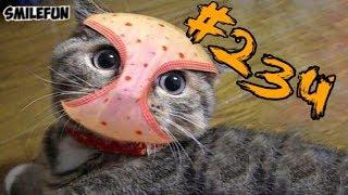 КОШКИ 2019 Смешные Коты 2019 приколы про котов с котами ДО СЛЁЗ Funny Cats