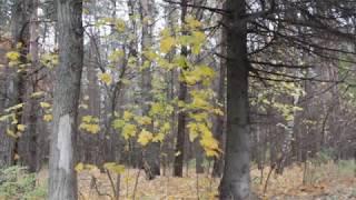 Релакс природа музыка для души и жизни 12