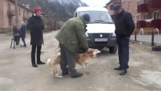 Собаки в гневе /Козы в посёлке)