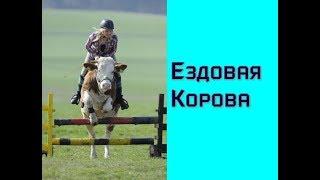 Короткие приколы Ездовая Корова