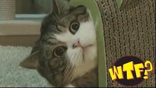 Coub лучшее за март 2017 часть 11