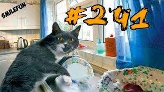 КОШКИ 2019 Смешные коты приколы с котами до слез – Смешные кошки 2019 – Funny Cats Выпуск 241