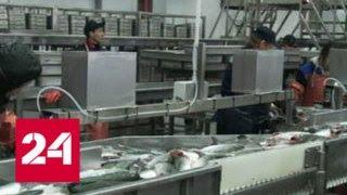 На Камчатке запустили новый завод по переработке рыбы - Россия 24