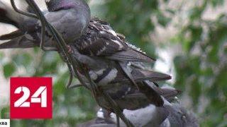 В Краснознаменске из-за голубей с центральной площади могут исчезнуть лавочки - Россия 24