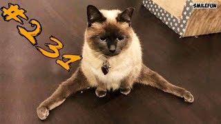 КОТЫ 2019 Смешные коты приколы про котов до слез – Смешные кошки 2019 – Funny Cats
