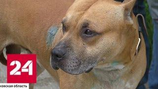 Бойцовская собака напала на семью и растерзала шпица - Россия 24