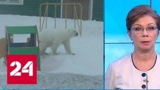"Погода 24": жителям Новой Земли придется еще потерпеть нашествие медведей из-за непогоды - Россия…