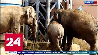 В Московском зоопарке слоны вышли из зимних вольеров погреться на солнышке - Россия 24