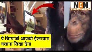 Chimpstagram: video of ape browsing app goes viral – but what is going on? || Navbharat News