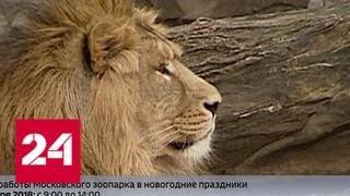 Московский зоопарк 31 декабря дарит скидку на билеты - Россия 24