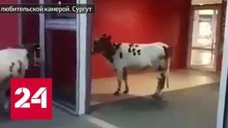 В Сургуте коровы пришли в магазин за покупками