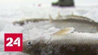 Приморские рыбаки испытывают судьбу на зимней рыбалке - Россия 24