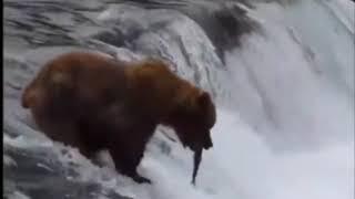 медведь несмортя ни на что помогает невинным рыбка не утонуть вот таким медв