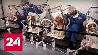 В подпольных лабораториях Европы над животными из России проводят опыты - Россия 24