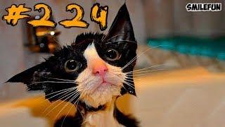 Смешные коты и котики, приколы про котов до слез 2019 – Смешные кошки – Funny Cats