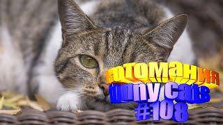 Смешные коты | Приколы с котами | Видео про котов | Котомания # 108
