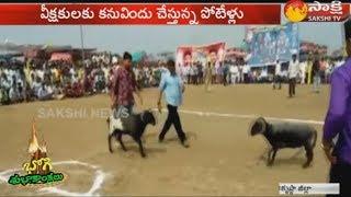 sankranti celebrations | బరిలో దిగిన కొమ్ములు తిరిగిన పొట్టేళ్లు