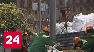 Зеленый ноябрь: на московских улицах высадили 2 тысячи деревьев - Россия 24