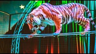 Лучшее цирковое шоу России - гастроли по Приморью! Цирк Демидовых! тигры клоуны львы экстрим-трюки