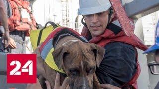 5 месяцев в Тихом океане: пассажирок сломавшейся яхты спас годовой запас овсянки - Россия 24