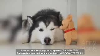 ПРИКОЛЫ 2018  ржака до слез угар прикол   ПРИКОЛЮХА
