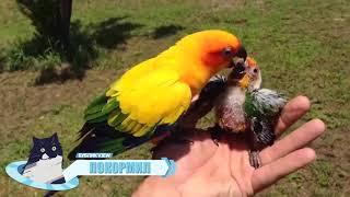 ВСЕ ЛУЧШИЕ ПРИКОЛЫ 2017 ИЮНЬ 