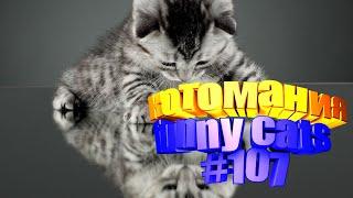Смешные коты | Приколы с котами | Видео про котов | Котомания # 107