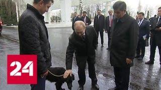 Президент Киргизии подарил Путину орловского скакуна и щенка - Россия 24
