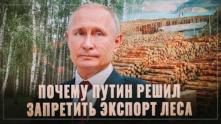 Вся правда. Почему Путин решил запретить экспорт леса-кругляка именно сейчас