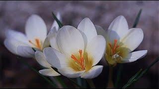 Нежность весны Стихи Светлана Магницкая Весенние цветы Музыка