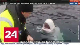 В Норвегии поймали кита-белуху с оборудованием военно-морского флота РФ - Россия 24