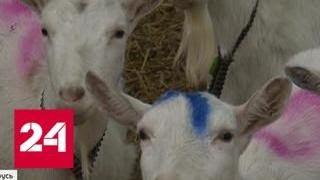 Чтобы не ходить к женщинам: в Белоруссии выращивают коз с человеческими генами - Россия 24