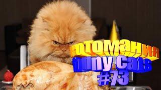 Смешные коты | Приколы с котами | Видео про котов | Котомания # 73