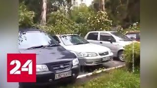 Поваленные деревья, поврежденные машины: в Барнауле ураган наломал дров - Россия 24