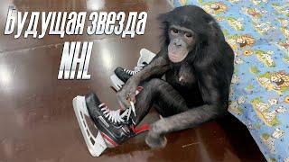 Приколы с животными | Шимпанзе Боня vs Александр Овечкин | Сборная России НХЛ