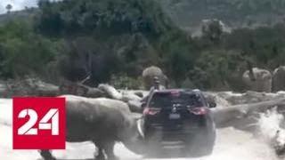 Дикий носорог атаковал джип с туристами в мексиканском сафари-парке - Россия 24