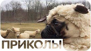 ЛУЧШИЕ ПРИКОЛЫ #48 СМЕХ ДО СЛЕЗ (Подборка Приколов)