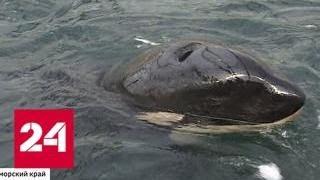Ученые отследили маршрут бывших узников китовой тюрьмы - Россия 24