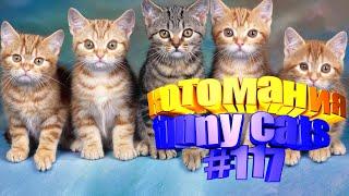 Смешные коты | Приколы с котами | Видео про котов | Котомания # 117