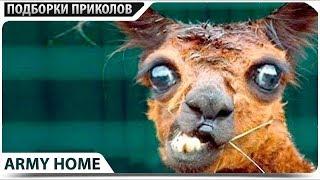 ПРИКОЛЫ 2018 ЛУЧШИЕ ПРИКОЛЫ С ЖИВОТНЫМИ КОТЫ