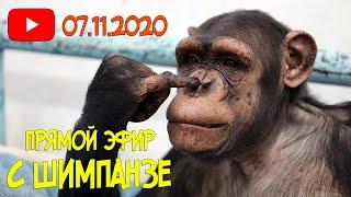 Дан Запашный проводит прямой эфир с шимпанзе | Приколы 2020