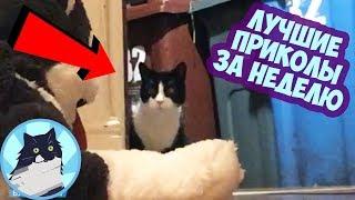 ЛУЧШИЕ ПРИКОЛЫ ЗА НЕДЕЛЮ 