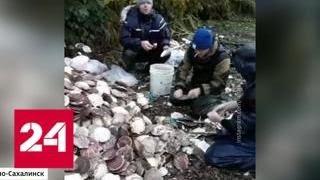 Подарок циклона: на побережье Сахалина выбросило тонны деликатесного гребешка - Россия 24