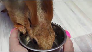 Показываю вблизи, как бельчонок пьёт...! I show you up close how the squirrel drinks