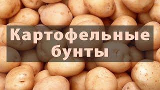 Картофельные гиганты: Китай, Индия, Россия