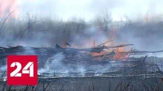 В Приамурье удалось стабилизировать ситуацию с лесными пожарами - Россия 24