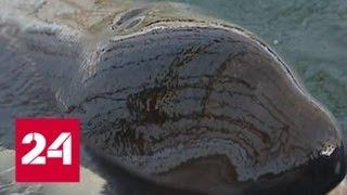 Все пленники "китовой тюрьмы" обретут свободу - Россия 24