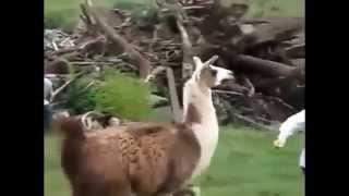 Приколы С Животными Подборка Смех До Слез!)