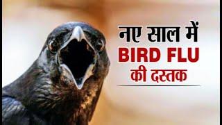 Rajasthan- Madhya Pradesh में Bird-Flu की दस्तक, Crows की Died | NEWZ World India
